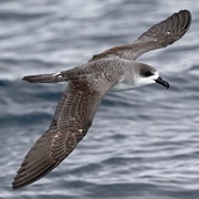 Juan Fernandez Petrel