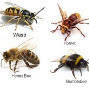 Bees, Wasps or Hornets