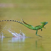 Jesus Lizard