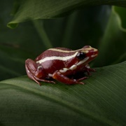 Tricolored Poison Frog