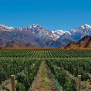 Try the Best Malbec in the World in Mendoça