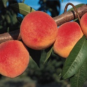 Red Haven Peach