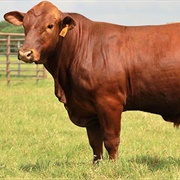 Red Brangus
