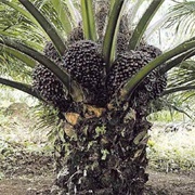Oil Palm (Elaeis Guineensis)
