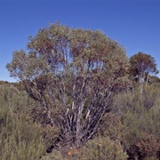 Tammin Mallee (Eucalyptus Leptopoda)