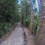 Tuahu Track Walk, Katikati