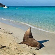 Carnac Island, Western Australia