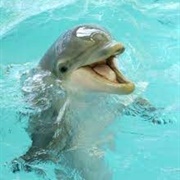 Dolphin