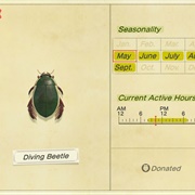 Diving Beetle