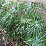 Umbrella Palm