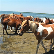 Assateague Island Tours