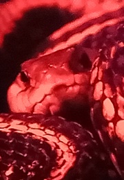 Nest of Vipers (Devildriver) (2011)