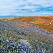 Antelope Valley, California, USA