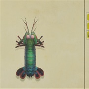 Mantis Shrimp