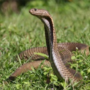 Phillipine Cobra