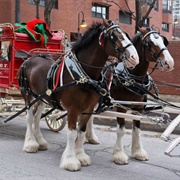 Budweiser Clydesdales