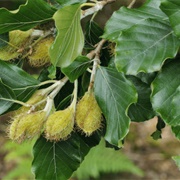 European Beech Nut