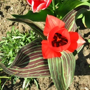 Greigii Tulip