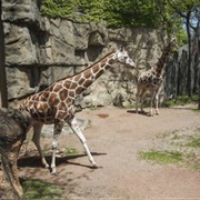 Go to Lincoln Park Zoo