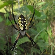 Black and Yellow Garden Spider