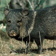 Javelina Hunting, Arizona