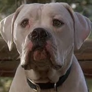 Chance (Homeward Bound)