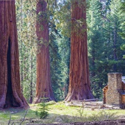 Mariposa Grove