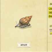 Whelk