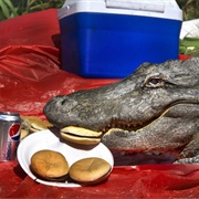 Eat Alligator