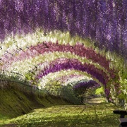 Ashikaga Flower Park (Ashigaka Japan)