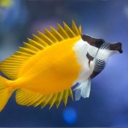 Foxface Rabbitfish