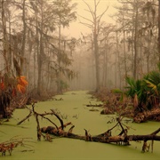 Foggy Morning, Manchac Swamp, LA