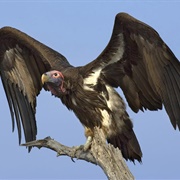 Lappet-Faced Vulture