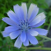 Chicory Flower