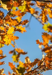 Autumn (Alan Bold)