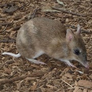 Eastern Barred Bandicoot