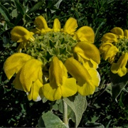 Jerusalem Sage