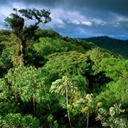 Santa Elena Cloud Forest
