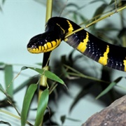 Mangrove Snake
