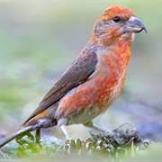 Cassia Crossbill