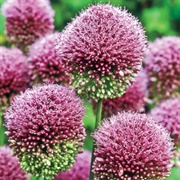 Drumstick Allium