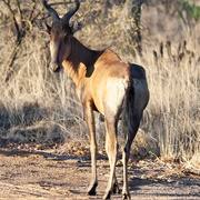 Laikipia Hartebeest