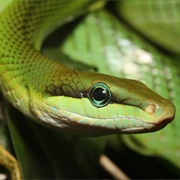 Oslo Reptile Park