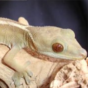 White Lined Gecko