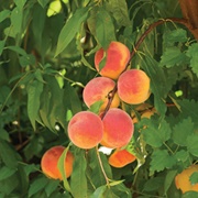 Red Baron Peach
