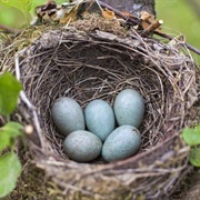 Nest