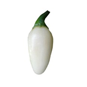 White Bullet Habanero