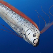 Oarfish