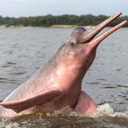 Amazon River Dolphin