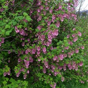 Flowering Currant